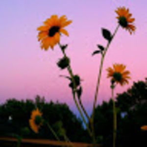 Meet your Posher, Ally